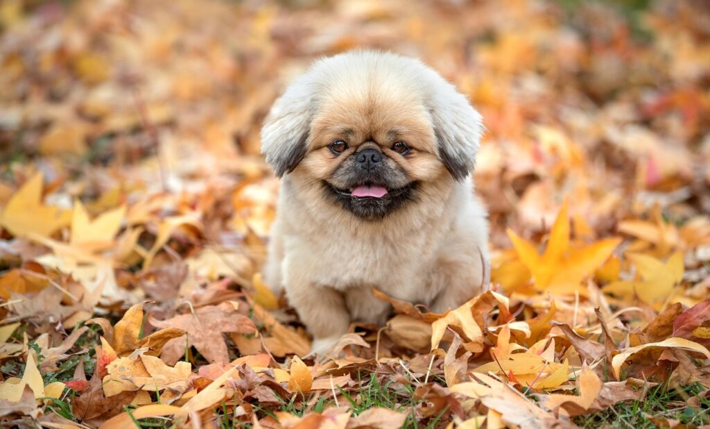 等級据え置き特約の仕組みとは何ですか？