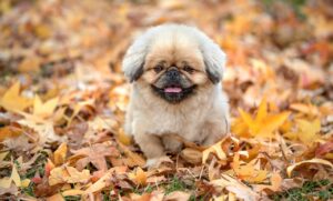 等級据え置き特約の仕組みとは何ですか？